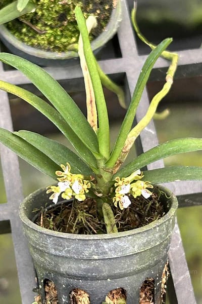Trichoglottis triflora