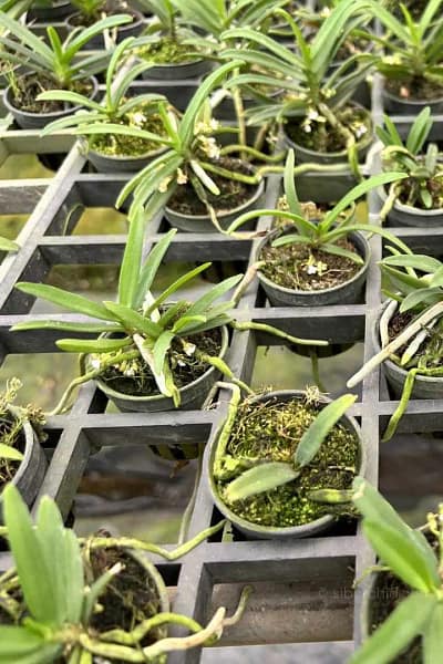 Trichoglottis triflora
