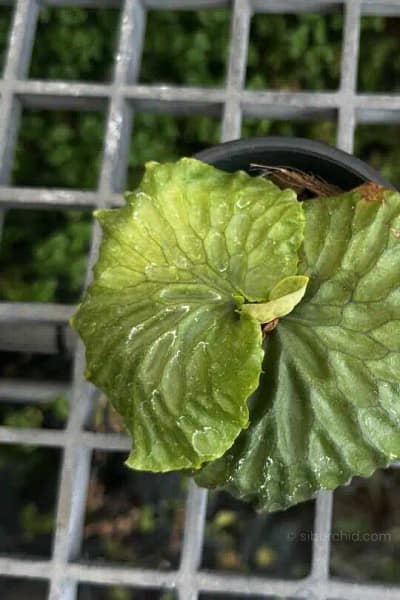 Platycerium madagascariense