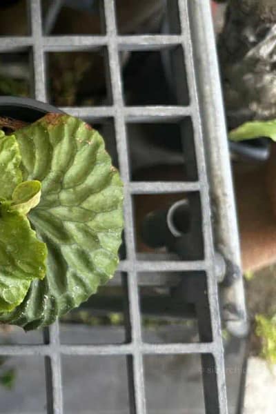 Platycerium madagascariense