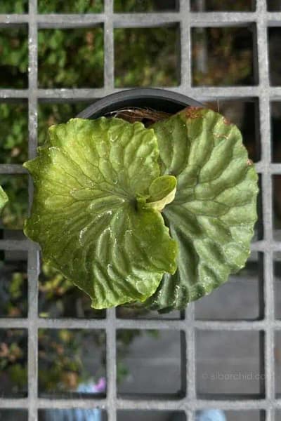 Platycerium madagascariense