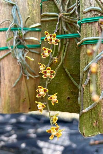 Chiloschista ramifera