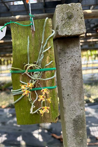 Chiloschista ramifera