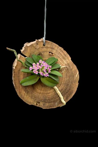 Schoenorchis seidenfadenii