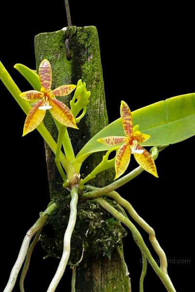 Phalaenopsis cornu-cervi