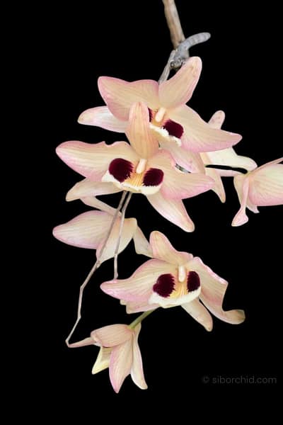 Dendrobium pulchellum