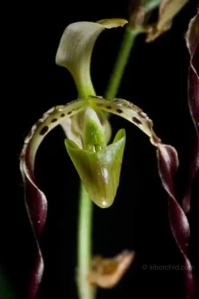 Paphiopedilum parishii