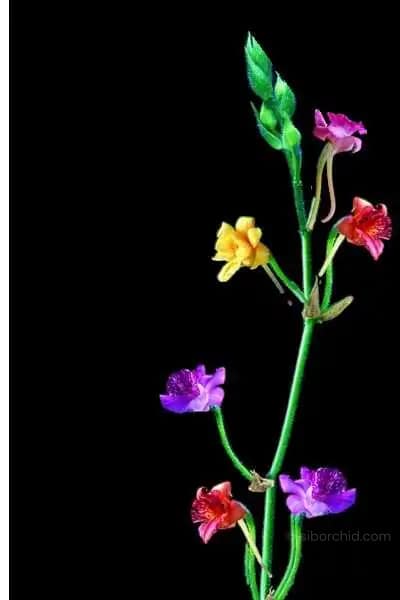 Calanthe cardioglossa