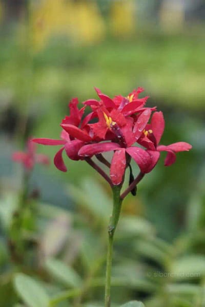 Epidendrum Hybrids Red