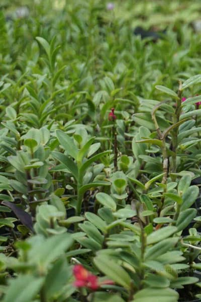 Epidendrum Hybrids Red