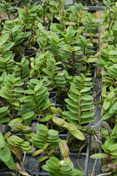 Epidendrum Hybrids Red