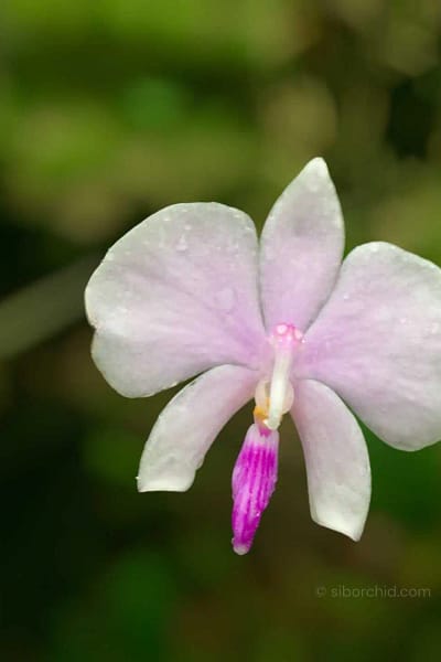 Phal lowii