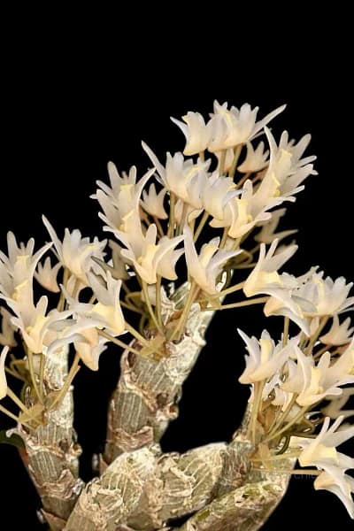 Orchid species