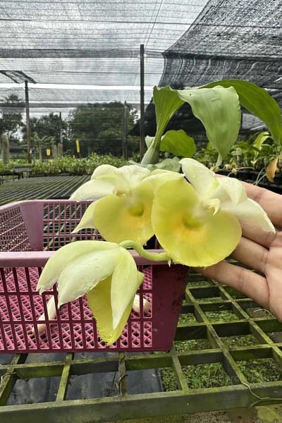 Catasetum pileatum