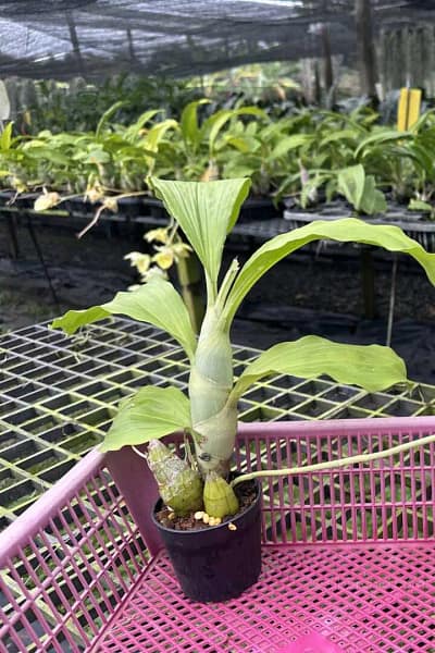 Catasetum pileatum