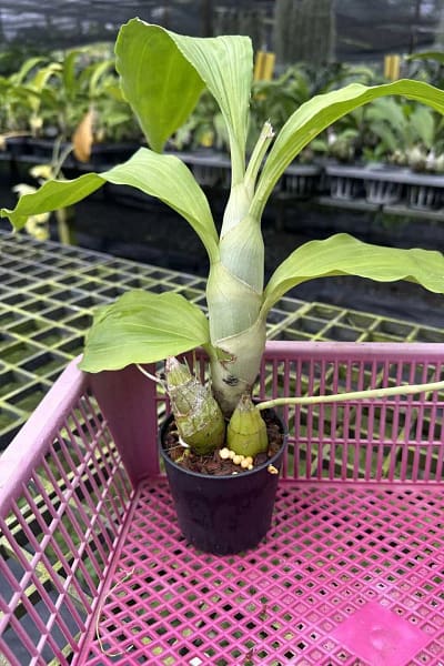 Catasetum pileatum