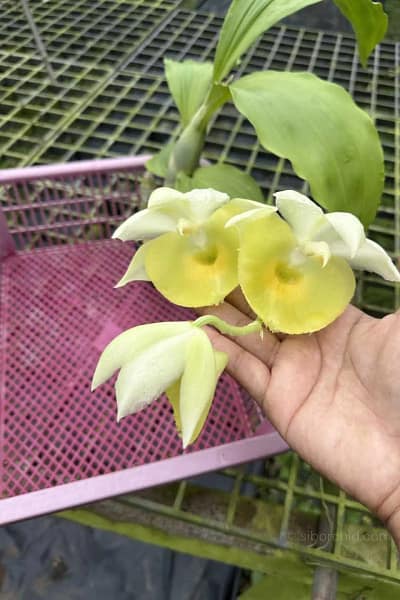 Catasetum pileatum