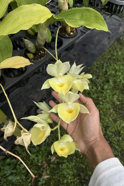 Catasetum pileatum