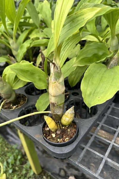 Catasetum pileatum