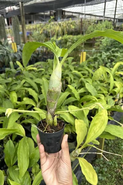 Catasetum pileatum