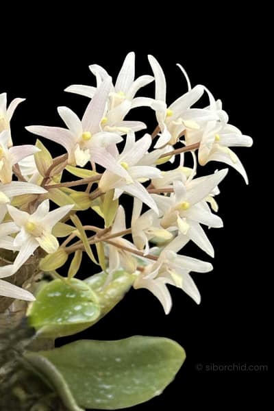 Eria obesa (Well Size)