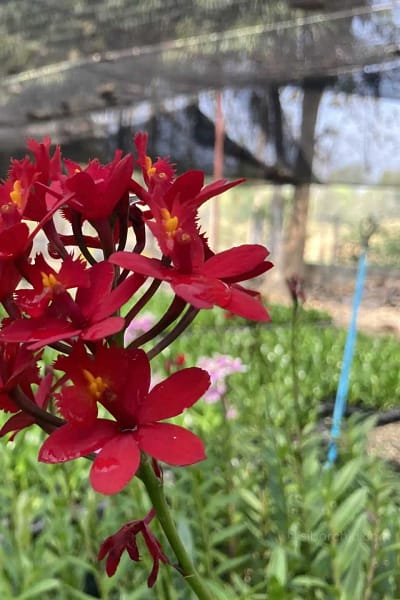 Epidendrum Hybrids Red