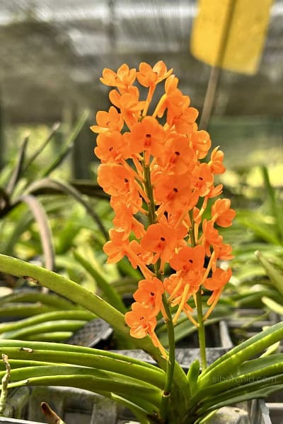 Vanda miniata