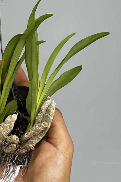 eria obesa