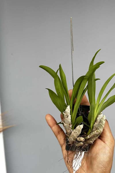 eria obesa