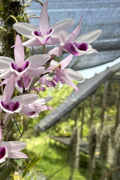 Dendrobium anosmum