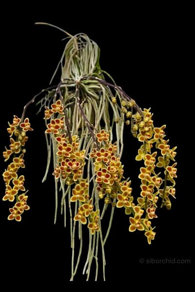 Chiloschista Hybrid lunifera x parishii