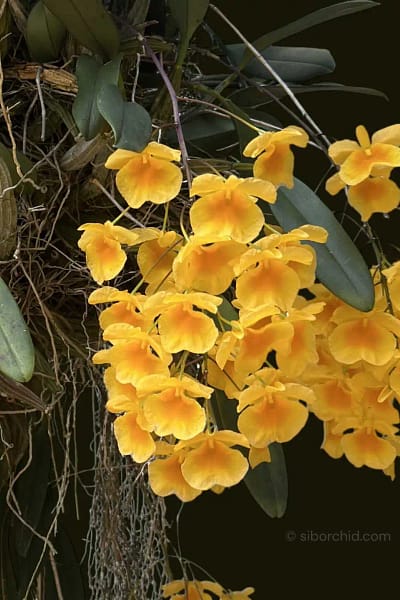 Dendrobium lindleyi