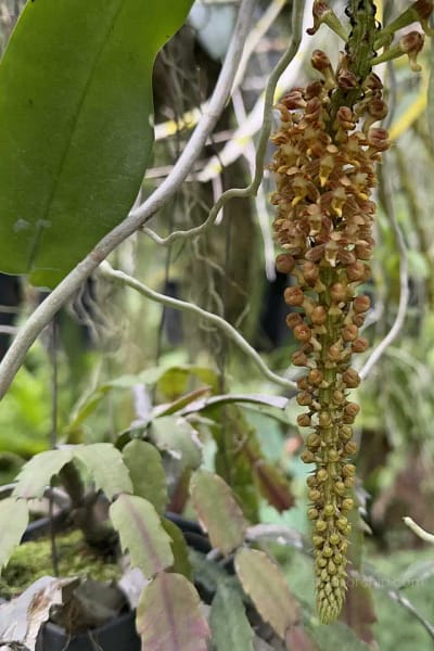 Robiquetia spathulata