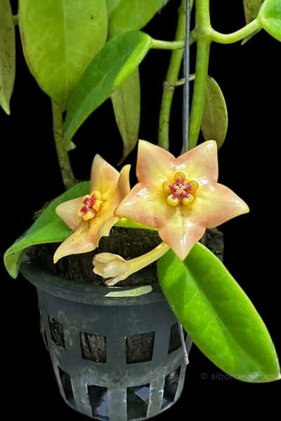 Hoya Ruthie
