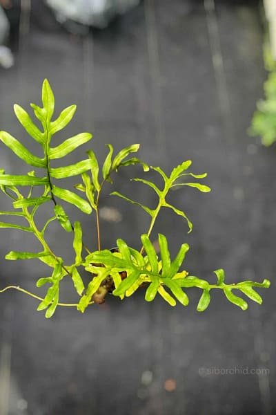 Lecanopteris sp. – Ant Fern