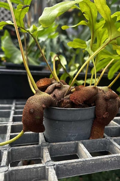 Lecanopteris sp. – Ant Fern