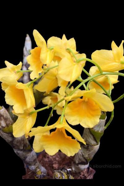 Dendrobium sukhakulii