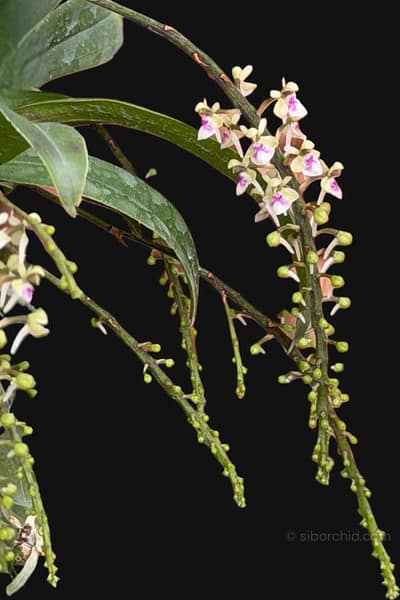 Saccolabiopsis pusilla