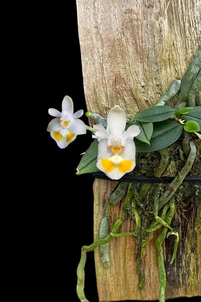 phalaenopsis gibbosa