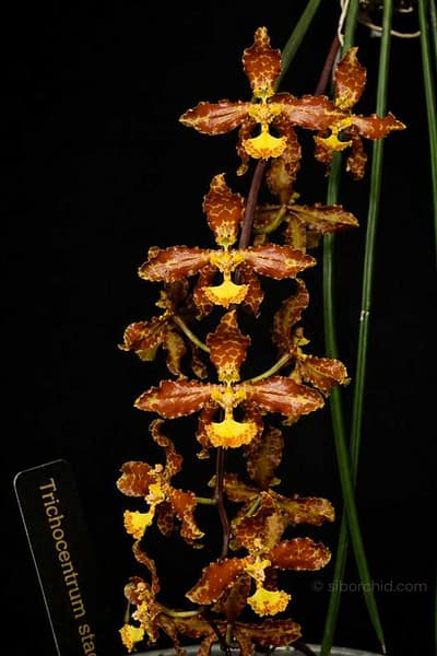 Trichocentrum stacyi