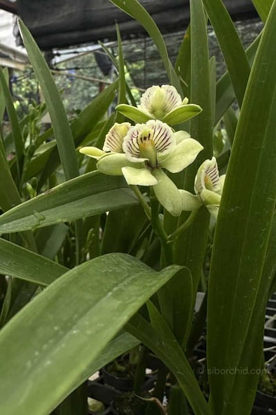 encyclia radiata