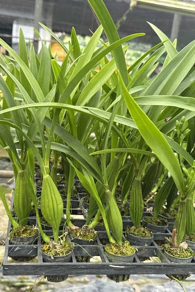 encyclia radiata