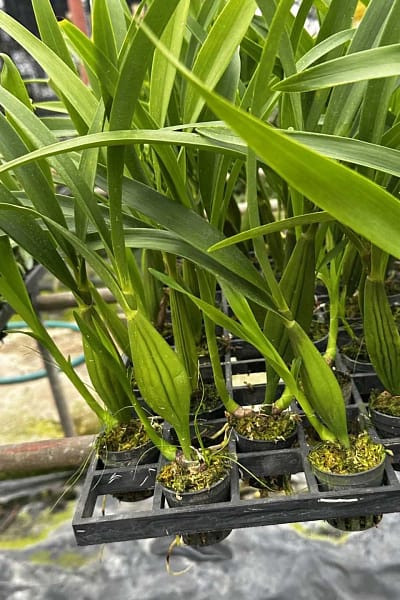 encyclia radiata