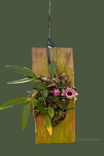 Dendrobium fuscifaucium