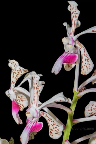 Vanda tricolor