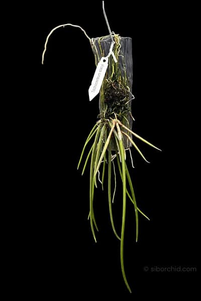 oncidium trichocentrum stacyi