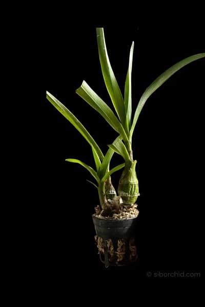 Pseudolaelia vellozicola