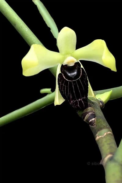 Luisia thailandica