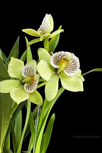 encyclia radiata