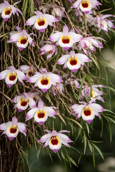 Dendrobium falconeri